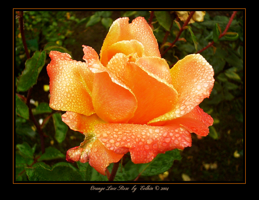 Orange Lace Rose 066