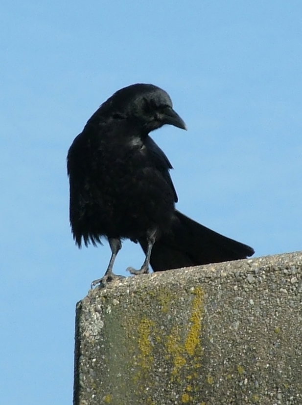 Crow 285