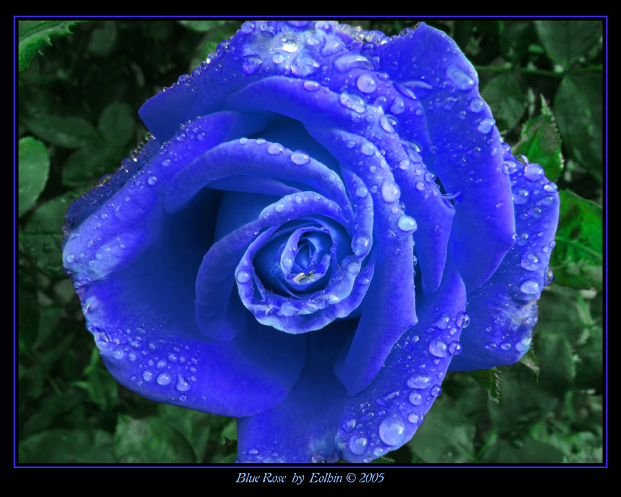 Blue Rose 2304