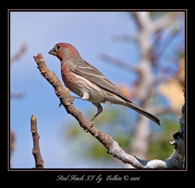 Red Finch II  692