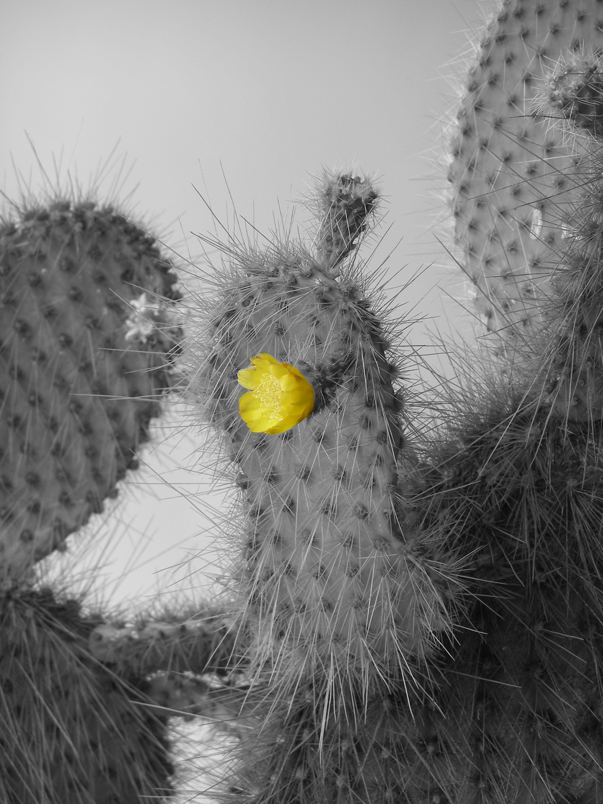 Cactus Flower