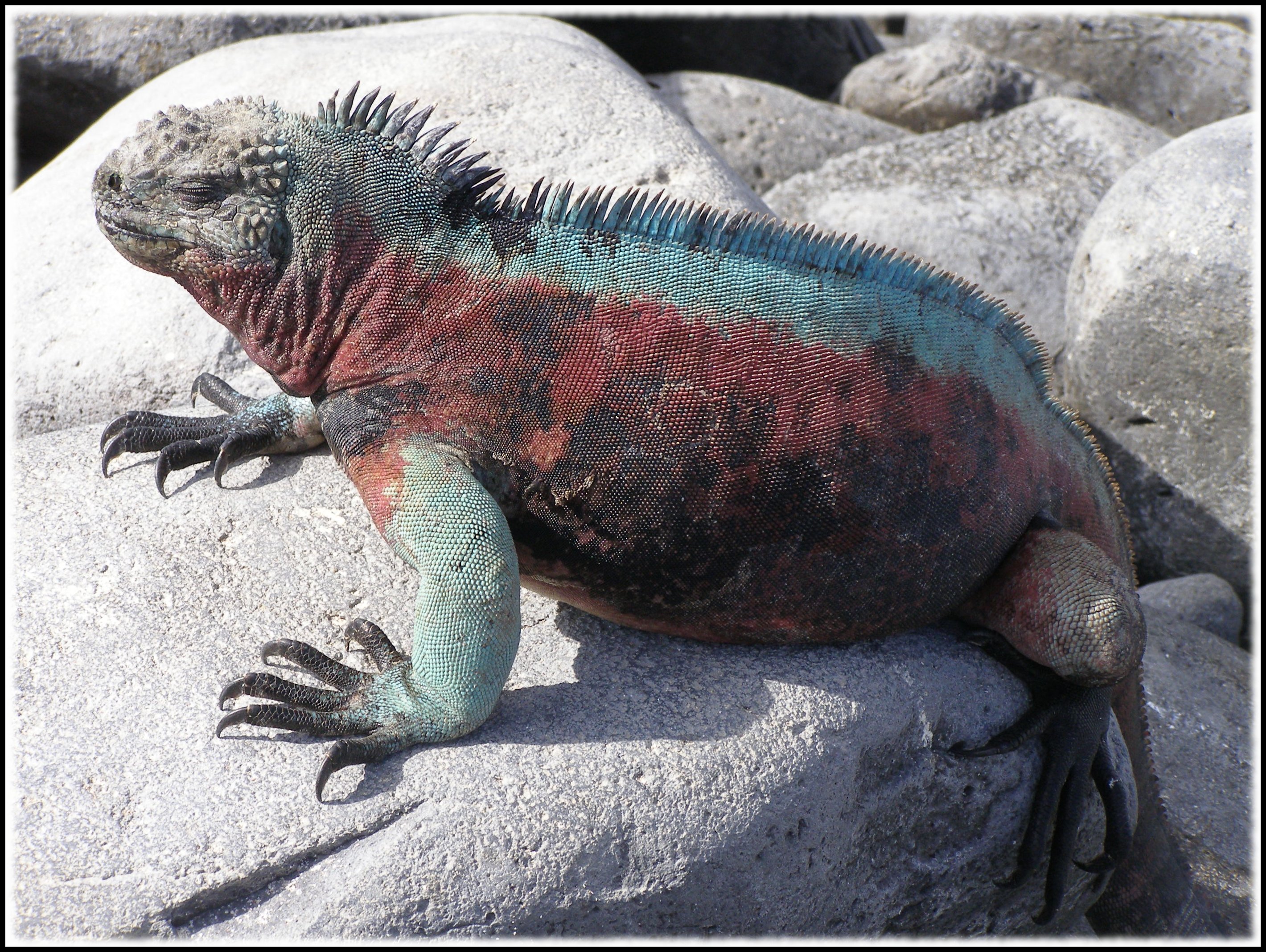 Christmas Iguana by webgoddess on DeviantArt