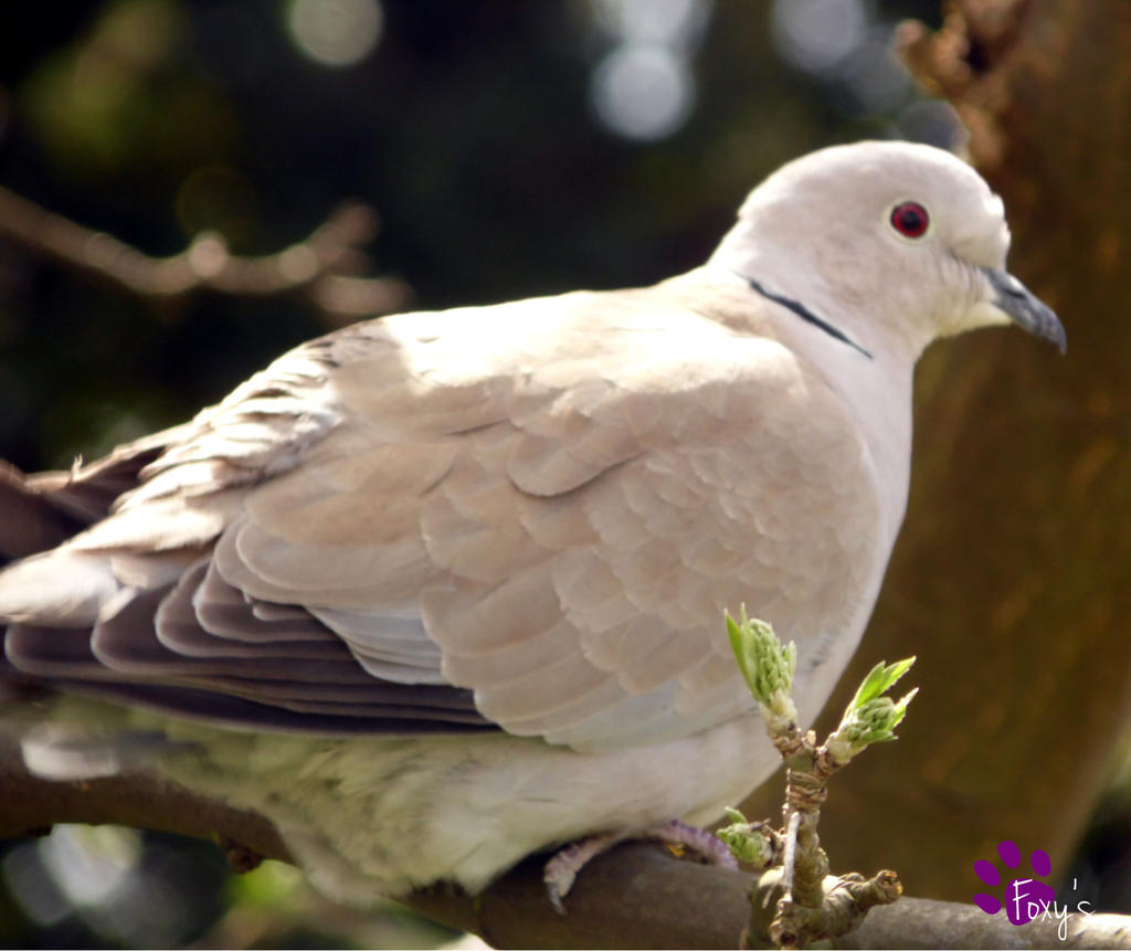 Collared-Dove 001 (29.06.13)