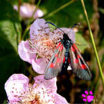 Six-Spot Burnet Moth 002 (12.07.13) by Foxy-Poptart