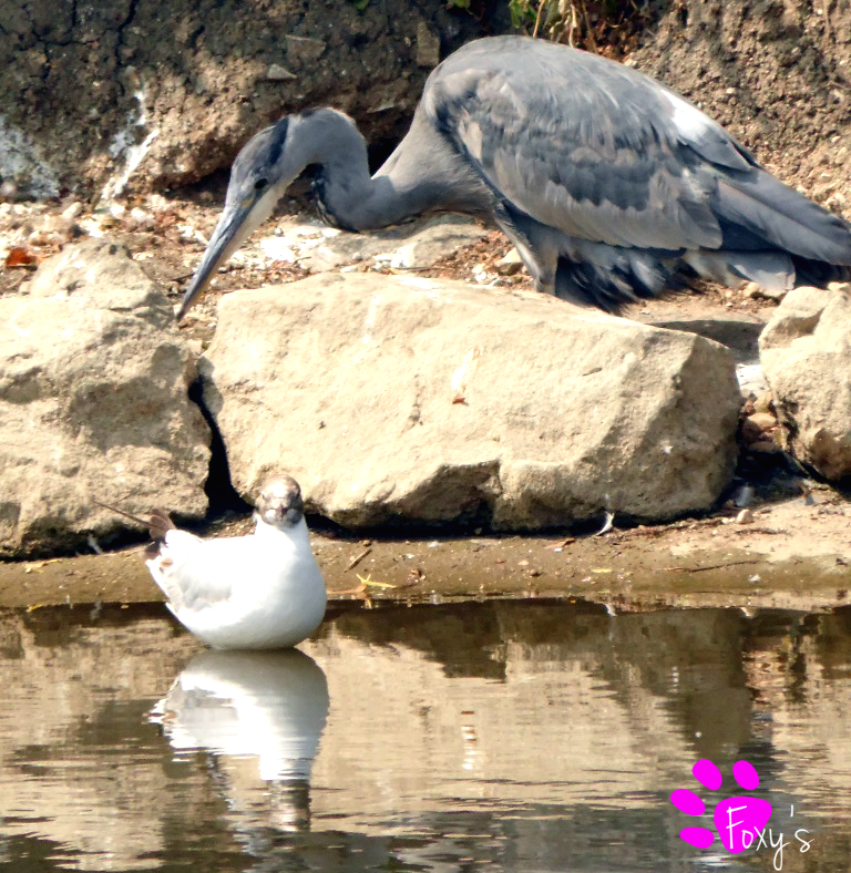 A Heron And His Friend (12.07.13)