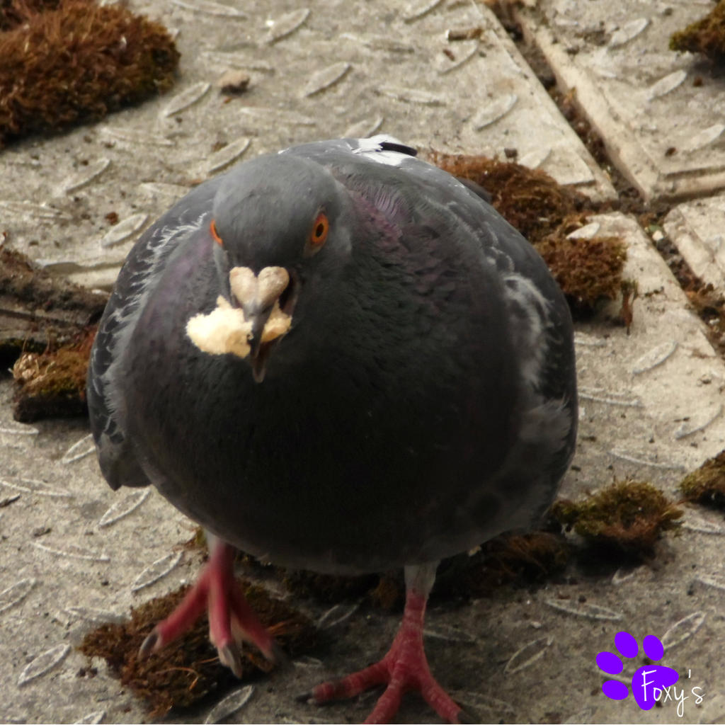 Feral Pigeon 013 (09.06.13)