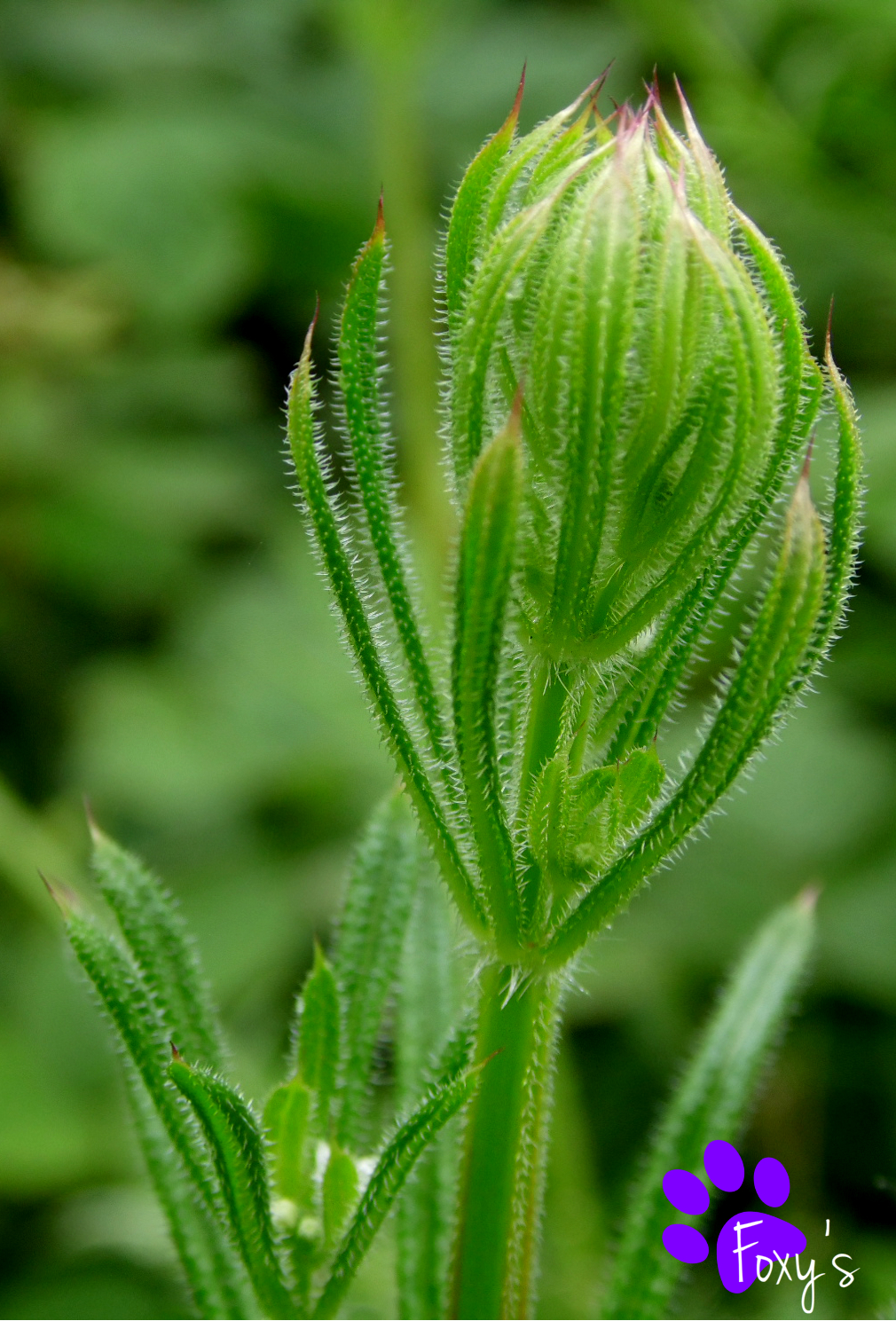 Cleavers Closed (22.06.13)