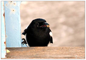 Common Magpie 001 (14.11.13)