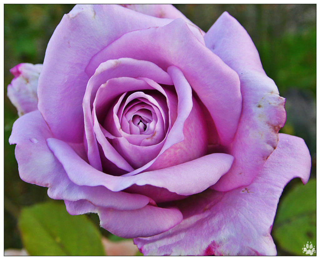 Lavender Rose 001 (27.10.14)