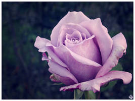 Lavender Rose 002 (27.10.14)