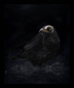 Evening Crow
