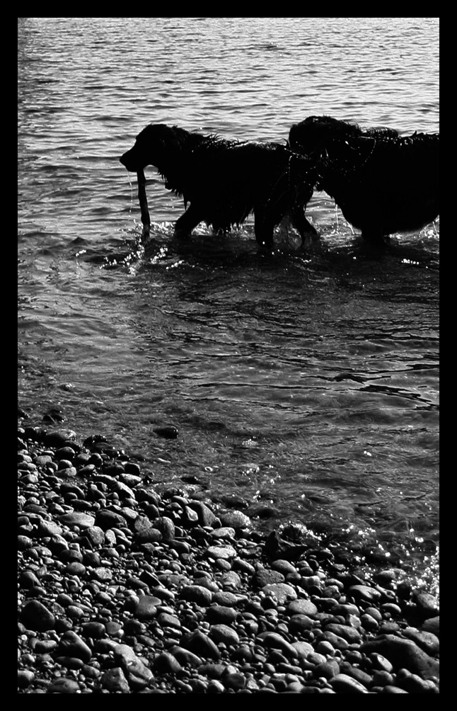 Dogs In The Puget Sound