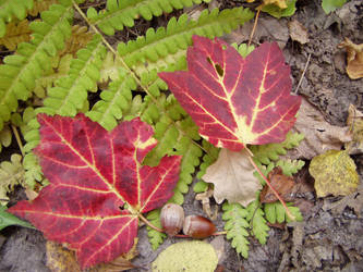 Elements of Autumn