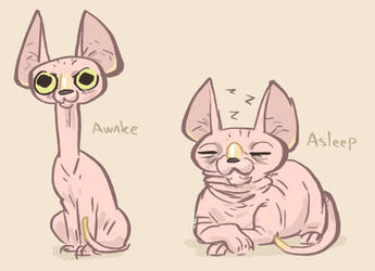 Sphynx neck stages