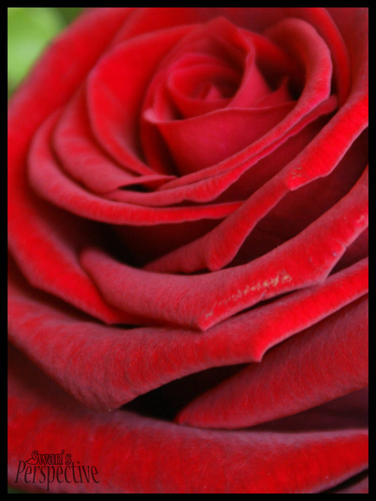 Roses are red