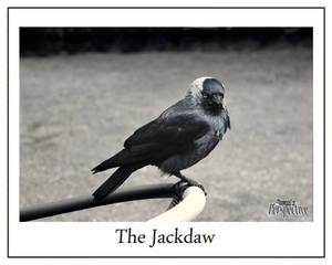 The Jackdaw