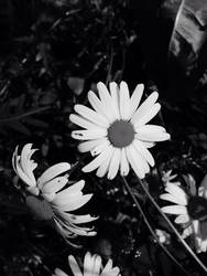 Daisy flower