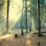 Forest series-Russian forest2
