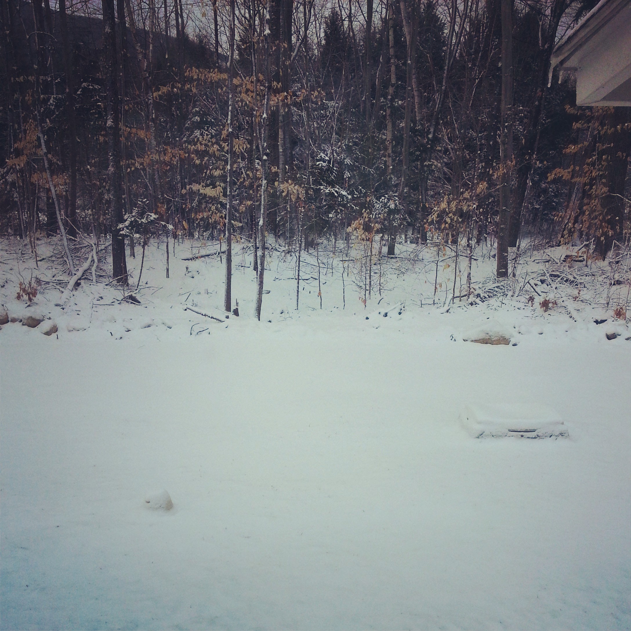 Snowy Backyard