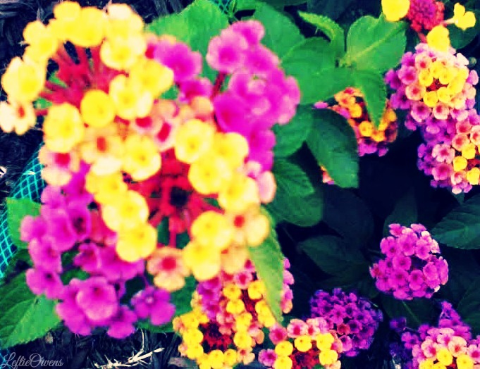 Pretty Flowers