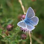 n norfolk common blue poser