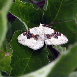 Silver-Ground Carpet moth
