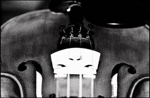 Black and white violin