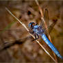 Libellula azzurra