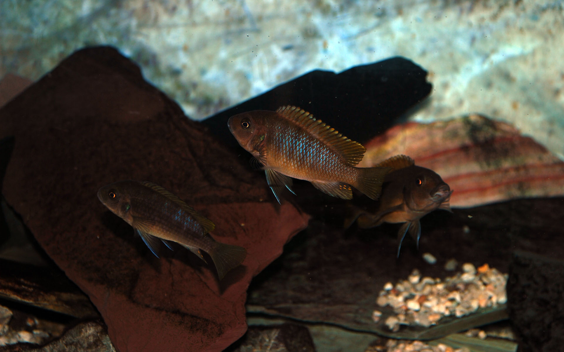 unknown Pseudotropheus