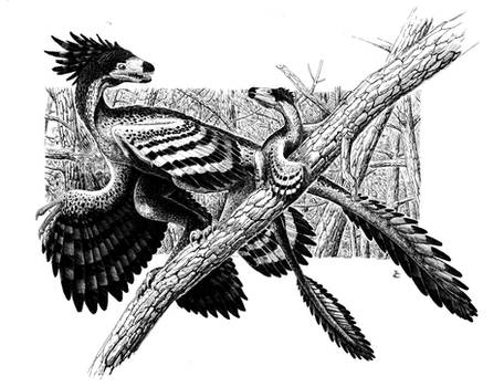 microraptor gui