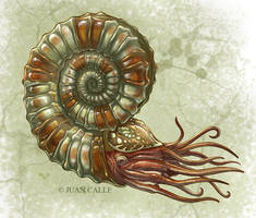 Ammonite