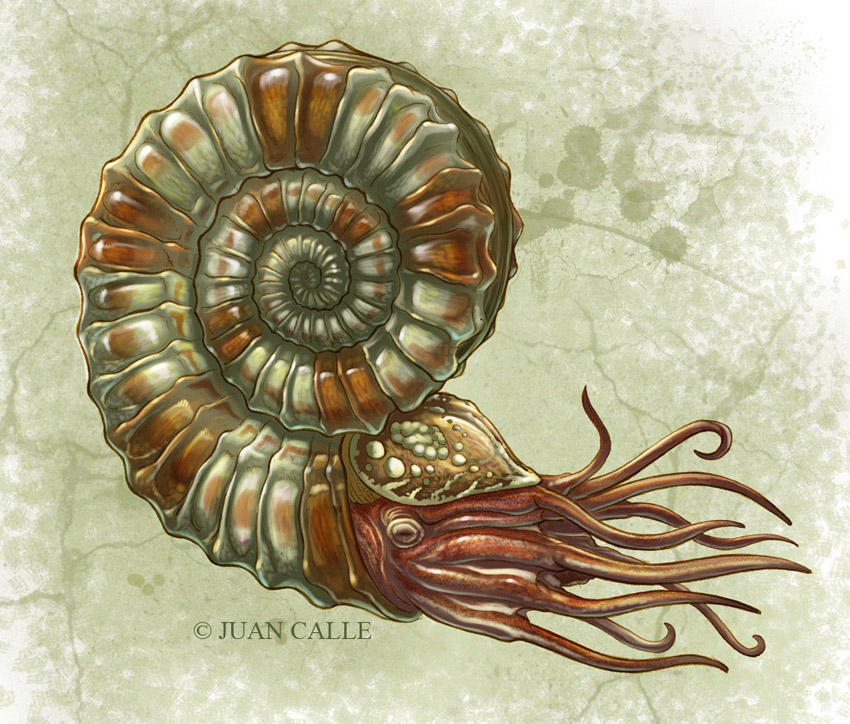 Ammonite