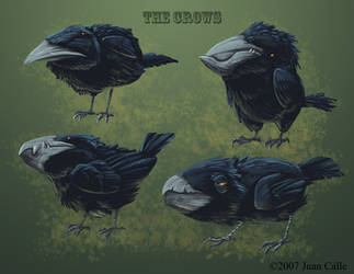 the crows