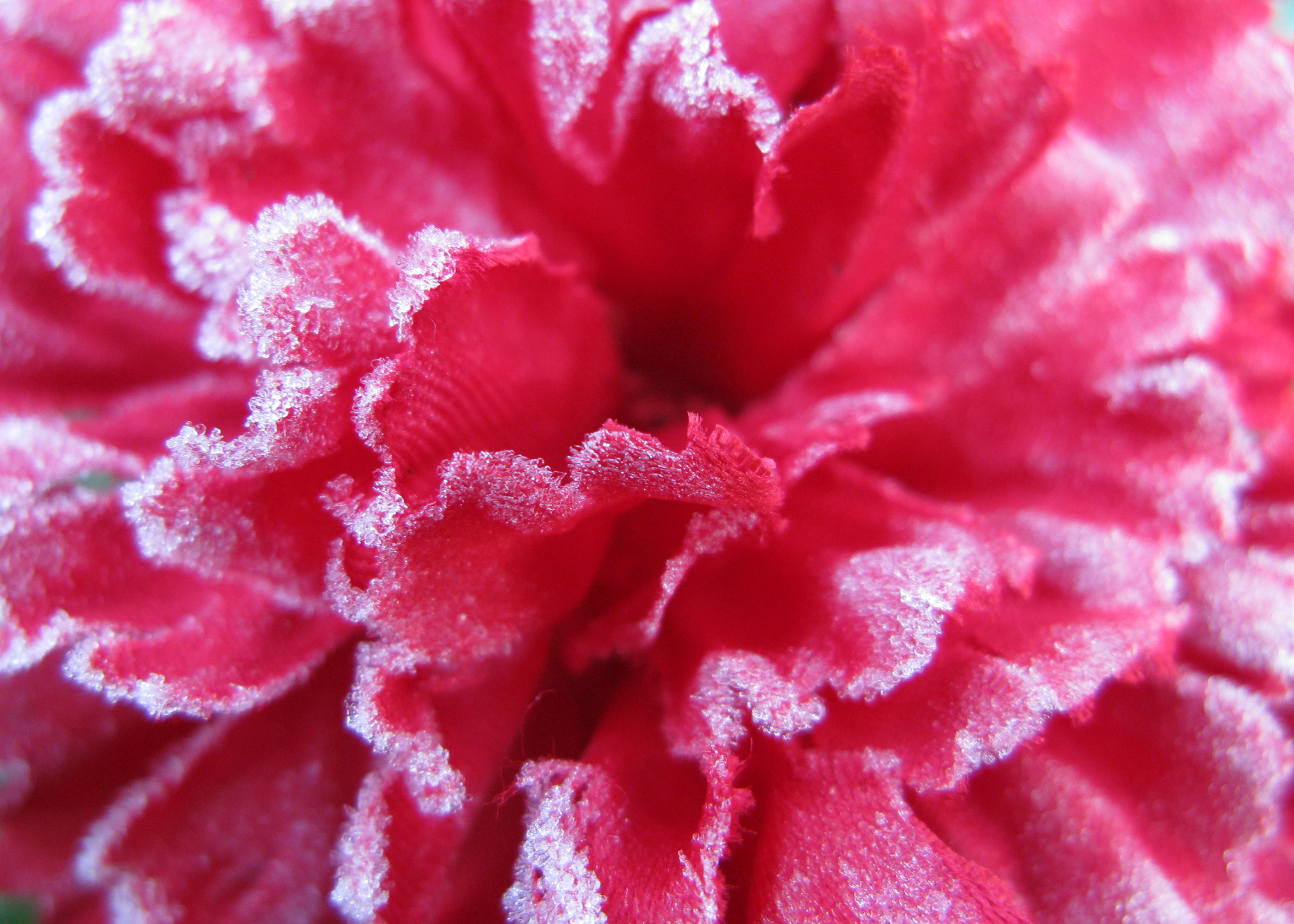 Ice Tipped Dianthus