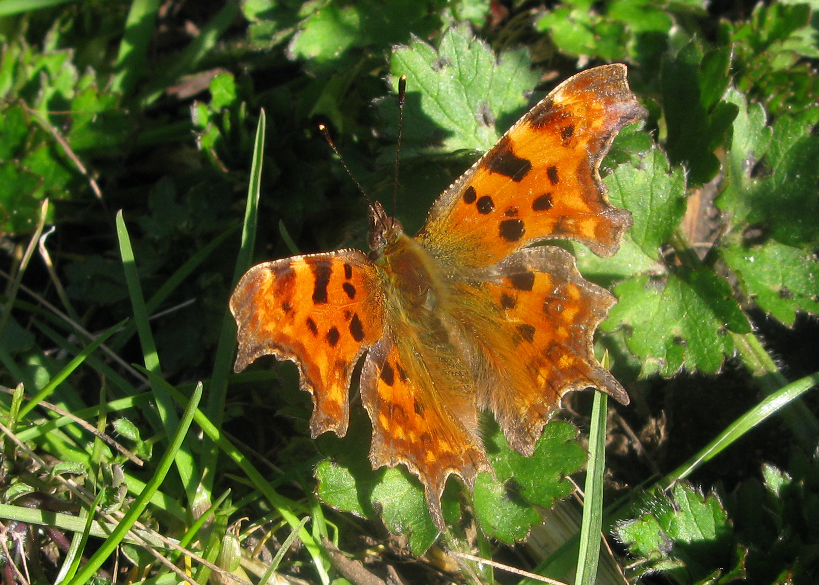 Comma Butterfly