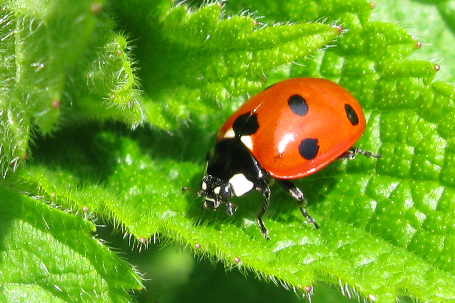 Ladybird