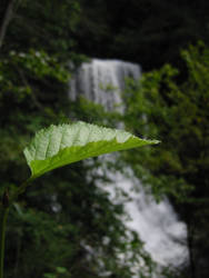 Leaf and Falls