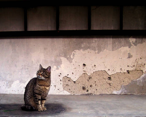 cat and ladder