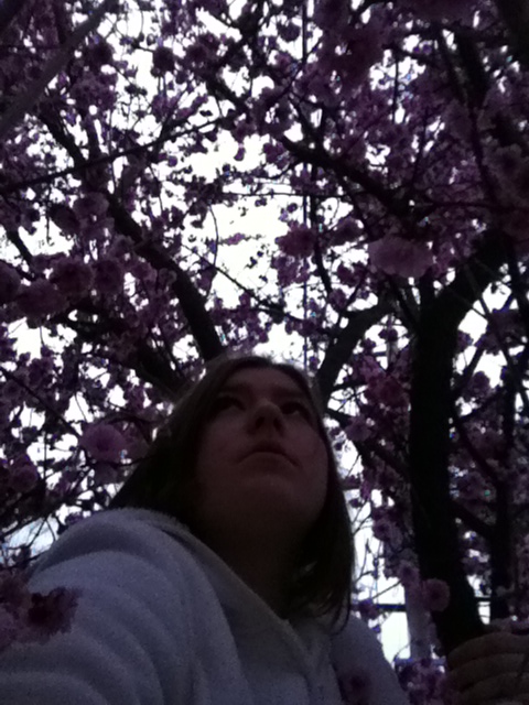 Amid the Cherry Blossoms