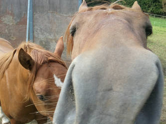 A curious horse with no name