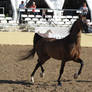 Bay Arabian Halter Horse Stock 10