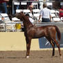 Chestnut Arabian Halter Horse Stock 23