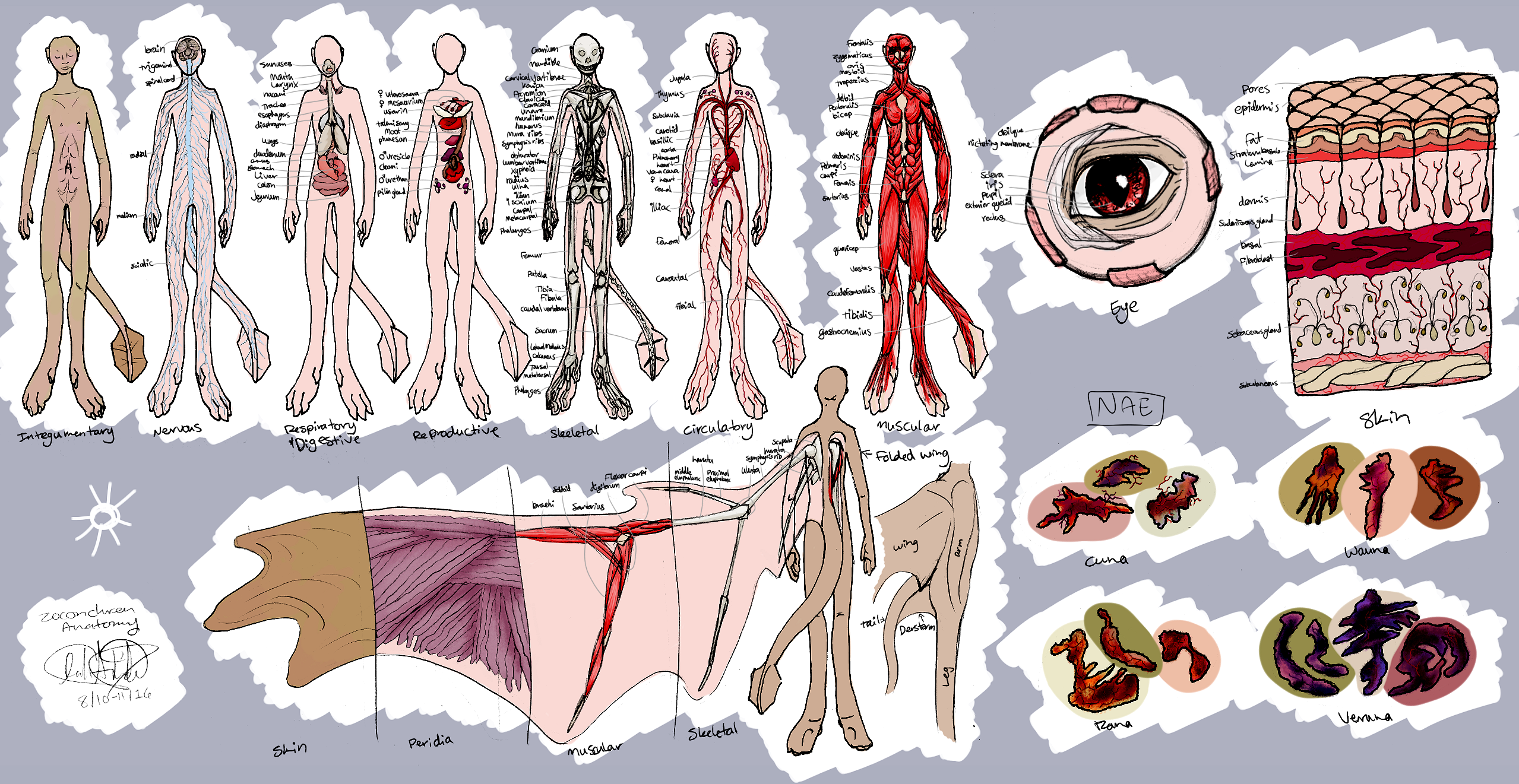 Zoconchren Anatomy Reference