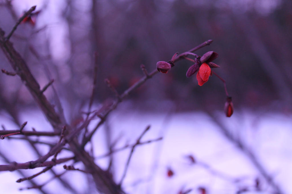 Winter Berry II