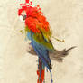 Green wing macaw