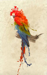 Green wing macaw