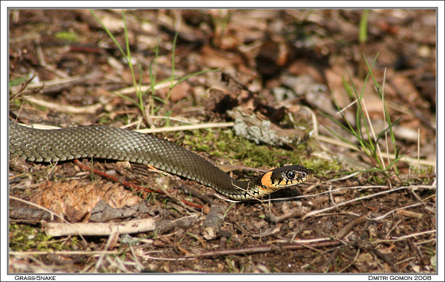 Grass-Snake