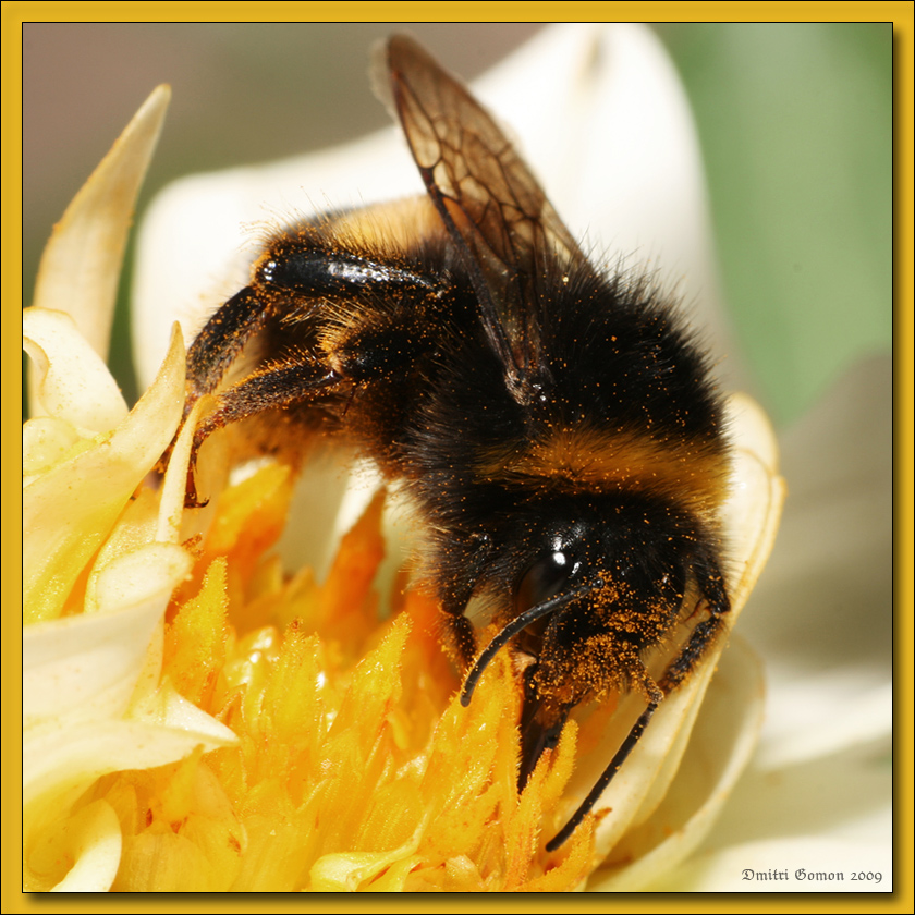 ...Bumble bee at work...