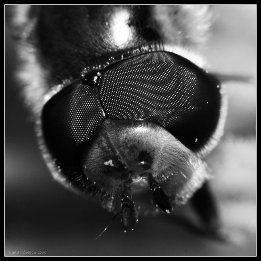 The Eye of a Fly