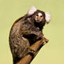 Common marmoset